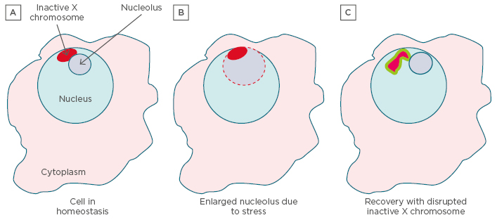 The ‘Nucleolus’ Hypothesis of Autoimmune Diseases and Its Implications ...