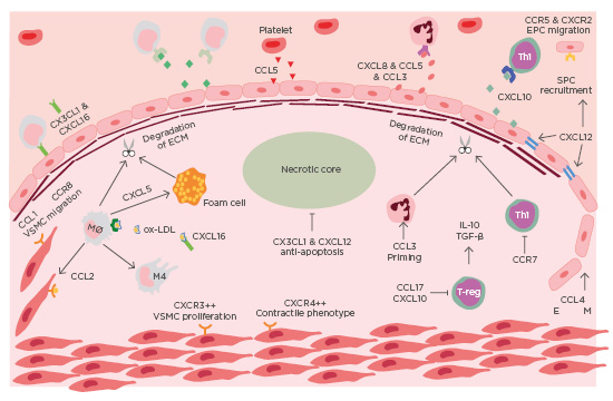 Temporal Relationships Between Circulating Levels of CC and CXC Chemokines  and Developing Atherosclerosis in Apolipoprotein E*3 Leiden Mice