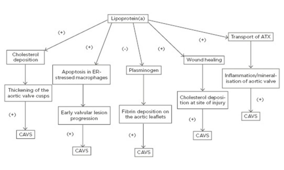 Frontiers  Association of Lipoprotein(a)-Associated Mortality and