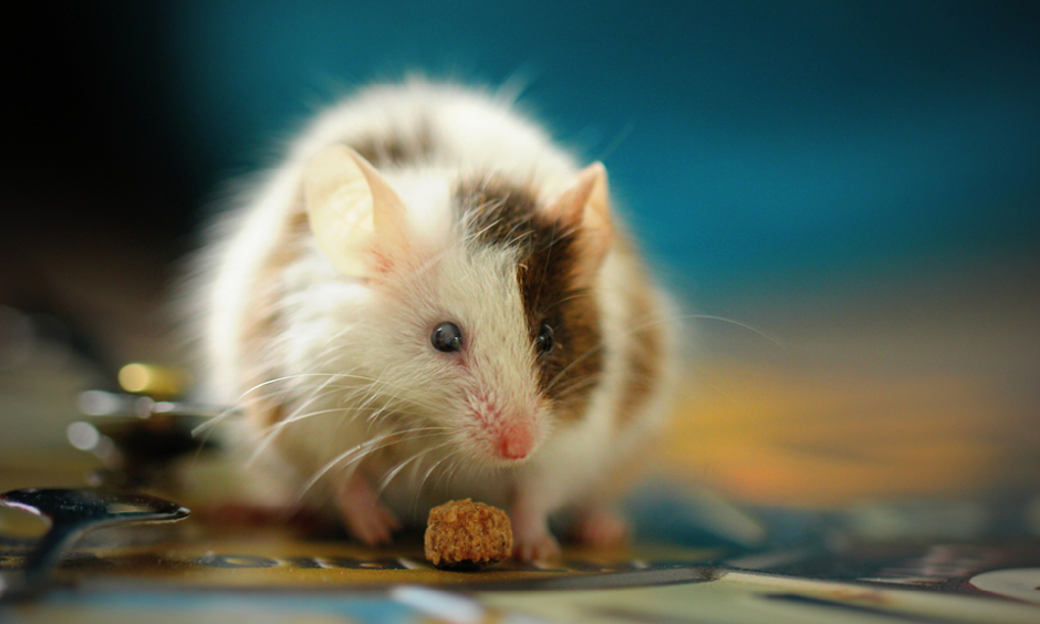 Bisphenol A Exposure Affects Offspring In Future Generations In Mice