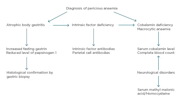 Figure 1: Diagnostic algorithm for pernicious anaemia