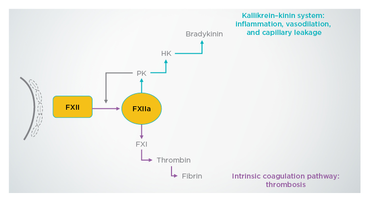 Figure 1 Mechanisms of action of factor XIIa on the immune system