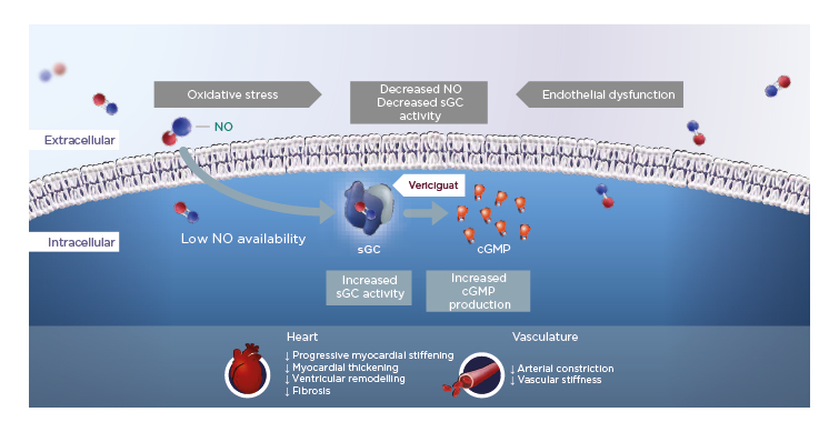 Figure 1 Vericiguat increases soluble guanylate cyclase activity to improve