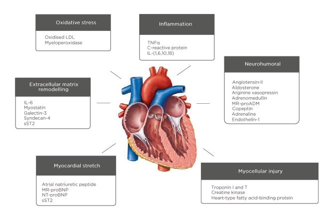 Figure 2 The pathophysiology of heart failure and potential biomarkers