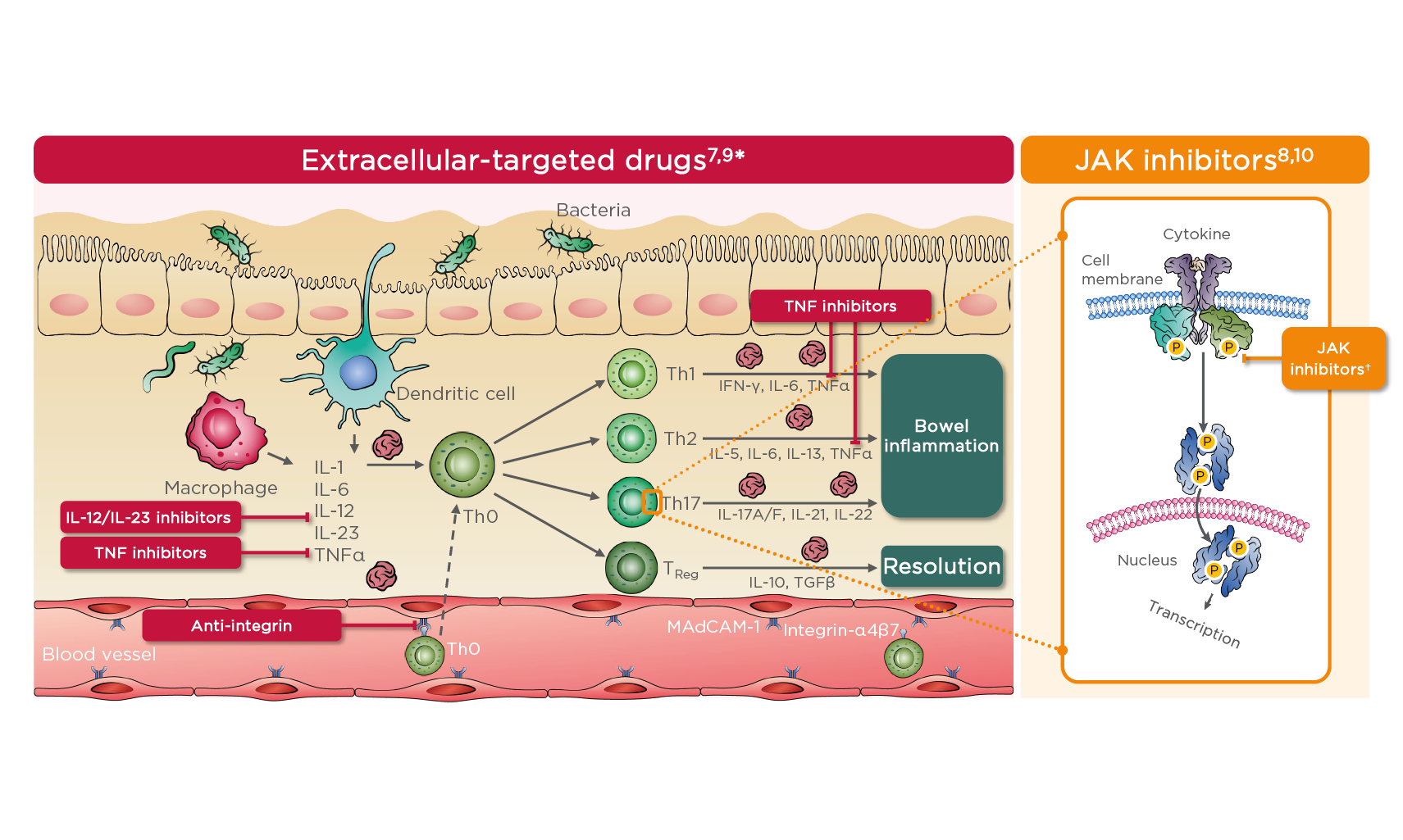 forretning kompleksitet efterfølger Ulcerative Colitis: Today, Tomorrow, and the Future - European Medical  Journal