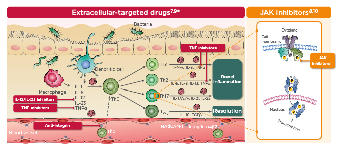 Figure 1 Schematic overview of therapies currently approved for ulcerative colitis