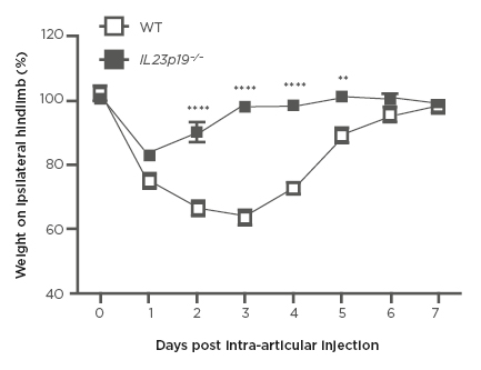 Figure 1 Development of pain-like behaviour by a change in weight distribution