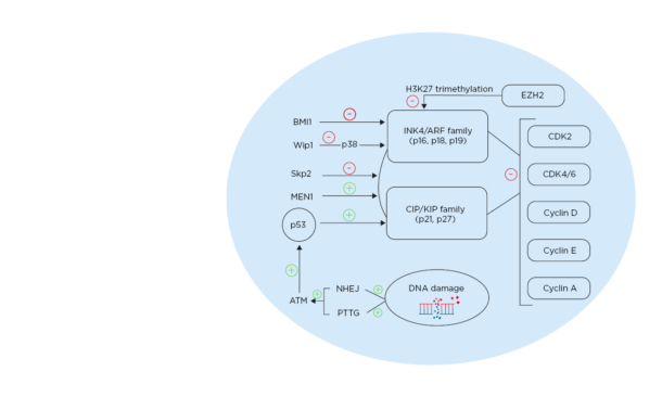 Pancreatic β-Cell Senescence feature image