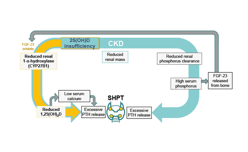 Figure 1 The relationship between low 25-hydroxyvitamin D levels and secondary hyperparathyroidism.