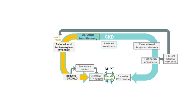 Secondary Hyperparathyroidism in Non dialysis Chronic Kidney Disease