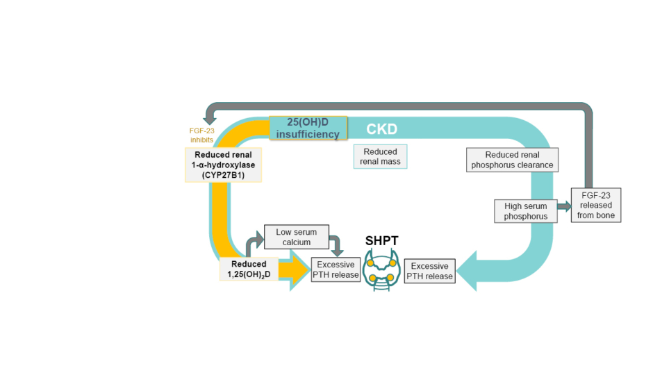 Secondary Hyperparathyroidism in Non dialysis Chronic Kidney Disease