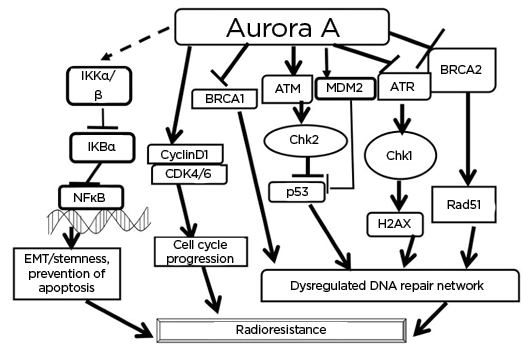 Figure 2 Some of the well-studied interactions of Aurora A that are found to help in acquirement of radioresistance