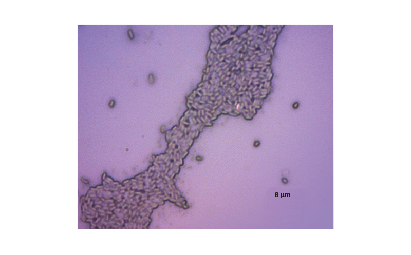 Figure 1 B. clausii (combined antibiotic resistant strains OC, SIN, NR, T).