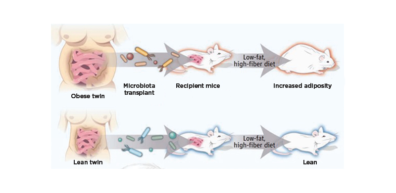 Figure 2 The protective role of gut microbiota from a lean donor in the presence of a healthy diet.