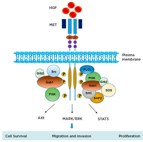 Figure 1 Schematic representation of MET signalling