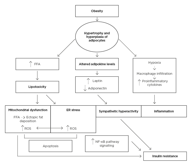 Figure 1 Pathological mechanisms of obesity induced dysfunction in the central nervous system