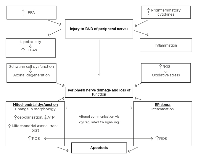 Figure 2 Pathological mechanisms of obesity induced dysfunction in the peripheral nervous system