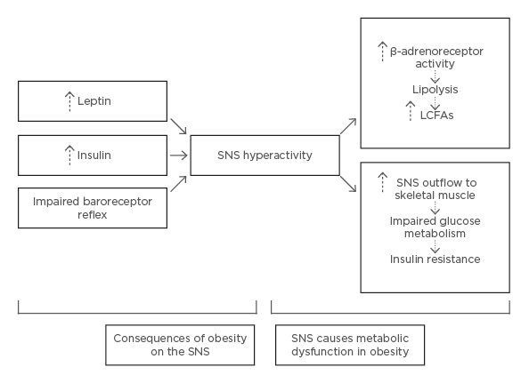 Figure 3 Pathological mechanisms of obesity induced dysfunction in the sympathetic nervous system