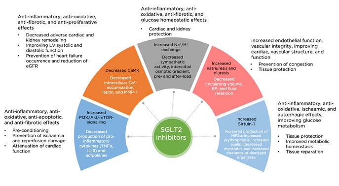 Figure 1 Plausible molecular mechanisms contributed to the beneficial effects of SGLT2 inhibitors in patients wi