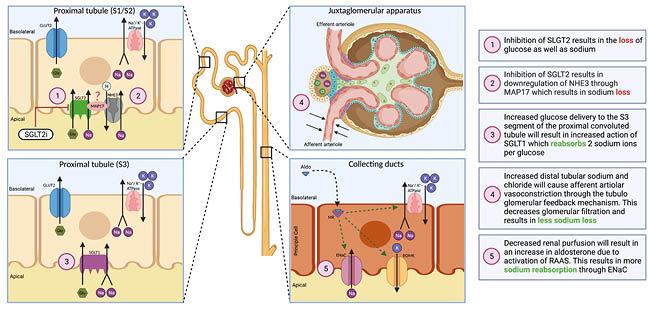Sodium Glucose Transporter Sodium Glucose Transporter