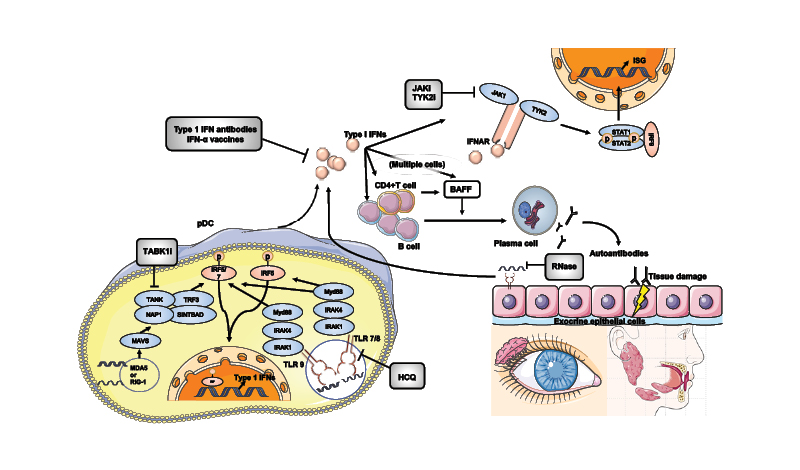 glutathione and sjogren's Lipid Metabolism: An Emerging Player in Sjgren's Syndrome | Clinical Reviews in Allergy & Immunology Frontiers | Immune and non-immune