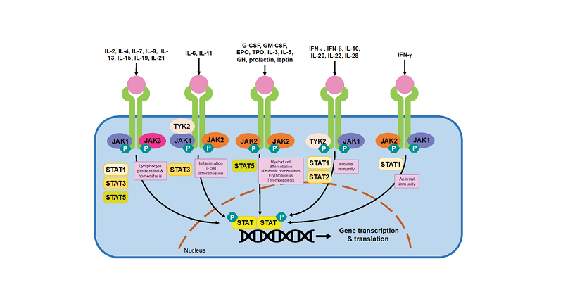 Figure 1 The JAK-STAT signal transduction pathway.