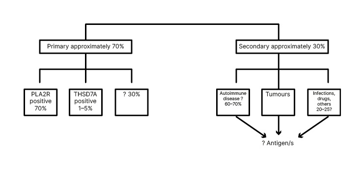 Figure 1 Older classification of membranous nephropathies