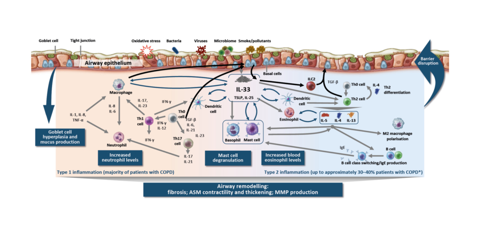 Figure 1: Inflammation in chronic obstructive pulmonary disease is a multifaceted process.