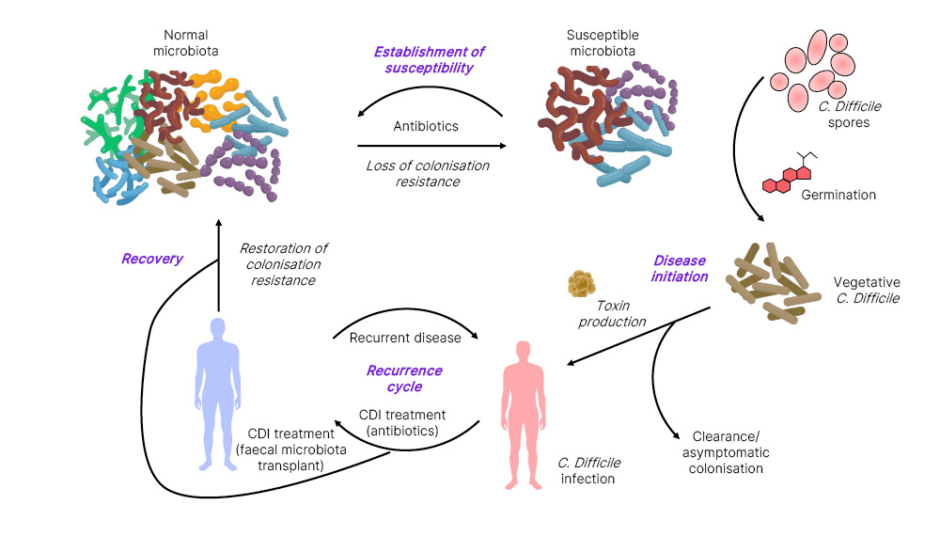 Figure 1 The cycle of recurrent Clostridioides difficile infection