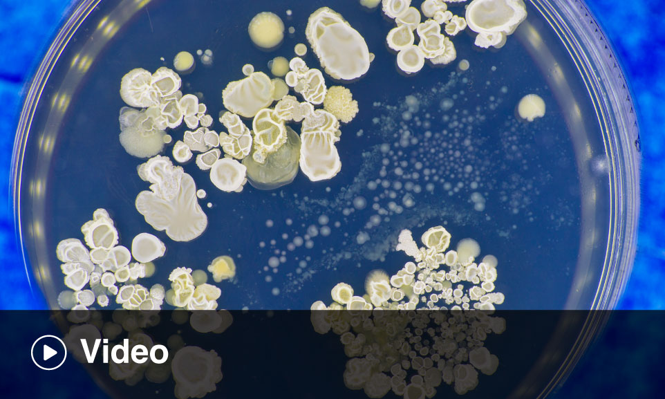 Meeting Current and Evolving Invasive Fungal Infection Challenges: What ...