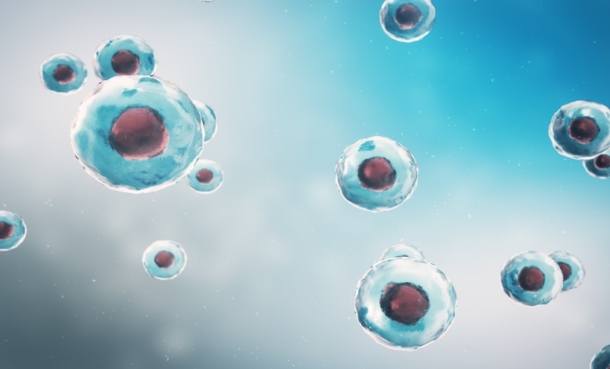 Human Parvovirus B19 Drives Bone Marrow Failure