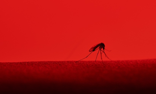 Turning Male Mosquitoes into Dengue Control - EMJ