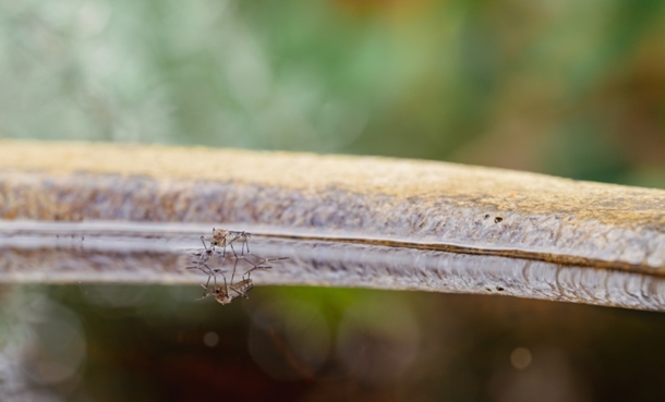 Mosquitoes on standing water, highlighting chikungunya virus outbreak prevention through vector control.