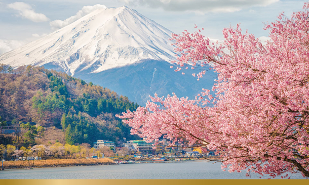 Mountain Fuji in spring ,Cherry blossom Sakura