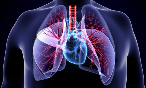 Illustration of the human chest showing transparent lungs and the heart with branching pulmonary blood vessels.