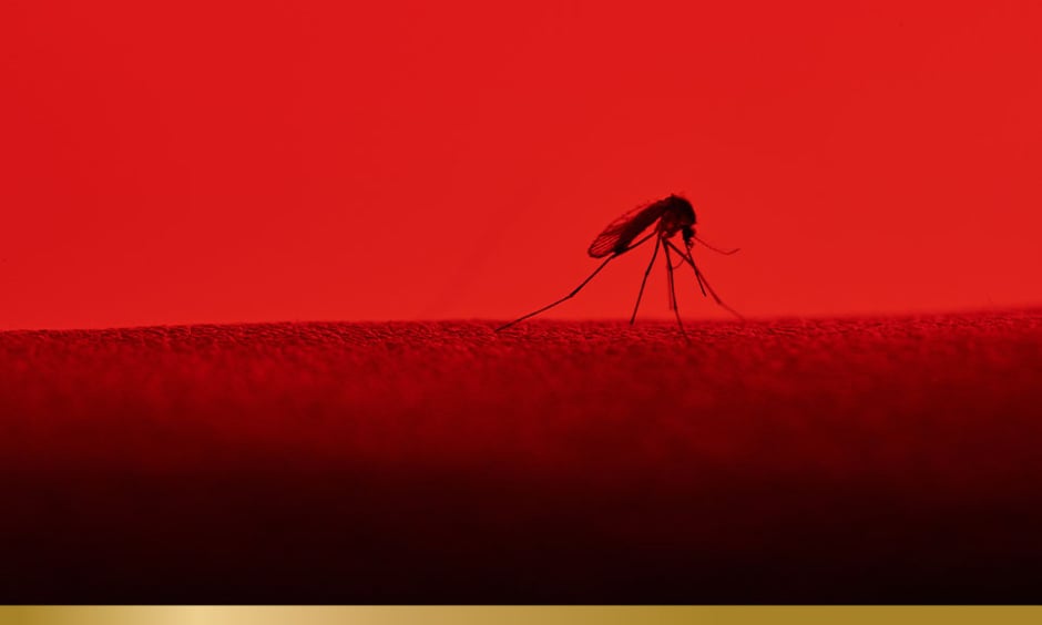 Mosquito on a limb with a red filter over the image