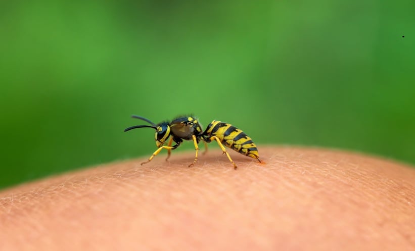Maintenance Venom Immunotherapy Shows No Increased Pregnancy Risk