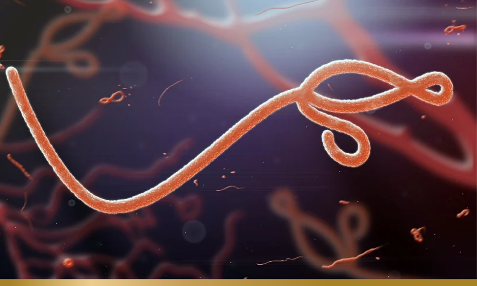 Ebola virus