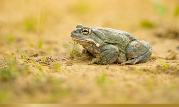 Colorado River toad on ground