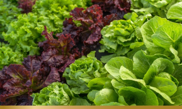 Lettuce