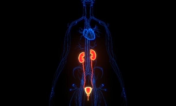 Urological cancers
