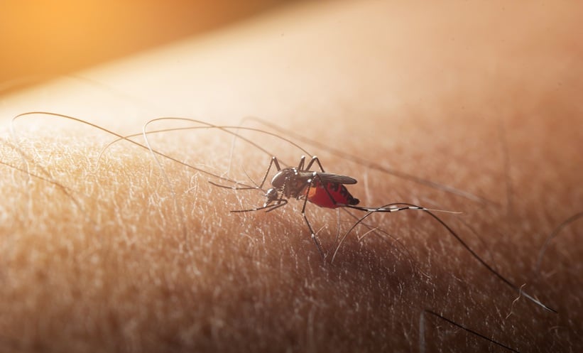 Mosquito sucked blood on human skin and transferring west nile virus and other arboviral disease.
