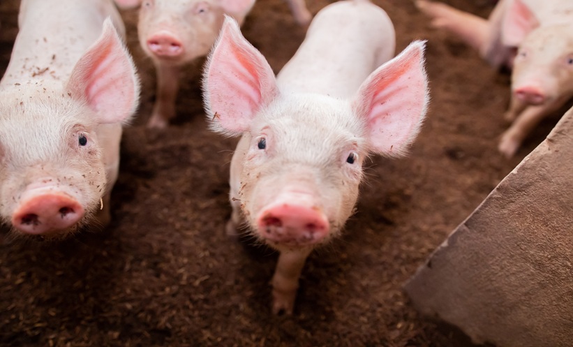 Piglets on a farm representing the suspected swine origin of influenza A(H1N2)v infection.
