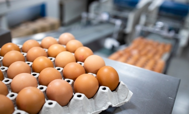 Egg farm and food processing factory. Close up view of egg crate with eggs and packing machine in background.