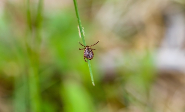 Tick in Illinois woodland representing the rising incidence of tick-borne diseases across the state.