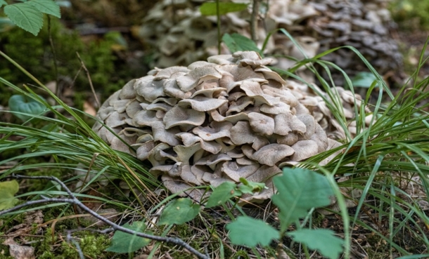 Maitake mushroom growing naturally, studied for its effects on respiratory symptoms and immune responses.
