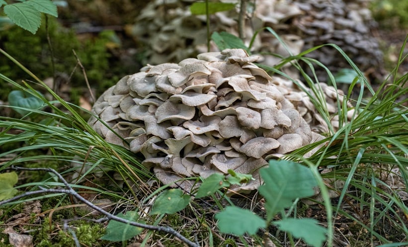 Maitake mushroom growing naturally, studied for its effects on respiratory symptoms and immune responses.
