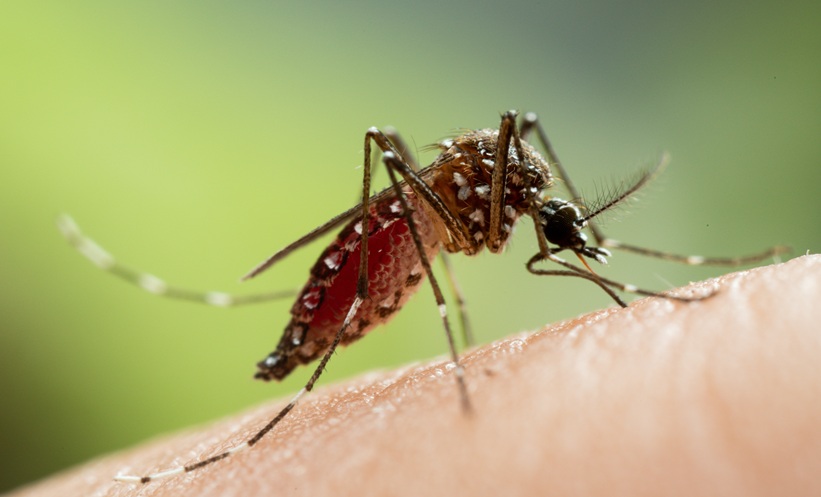 Dengue Vaccines: Efficacy and Safety