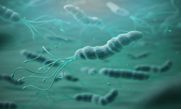H. pylori