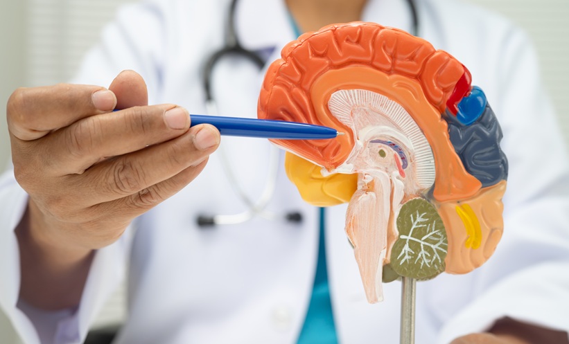 Asian doctor holding brain anatomy model for study diagnosis and treatment in hospital.
